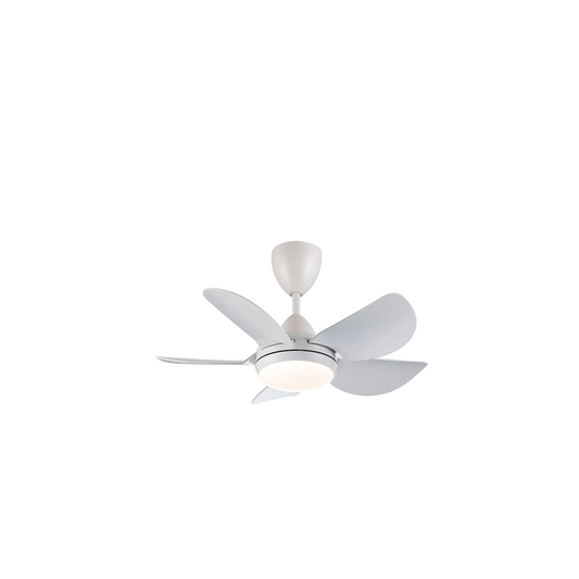 ENIGMA (WHITE/BLACK)